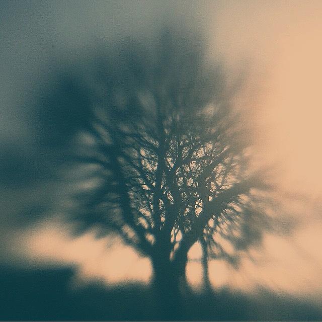 Lm10 Photograph - The Tree @seeinanewway #lm10 #vscocam by Trina Baker