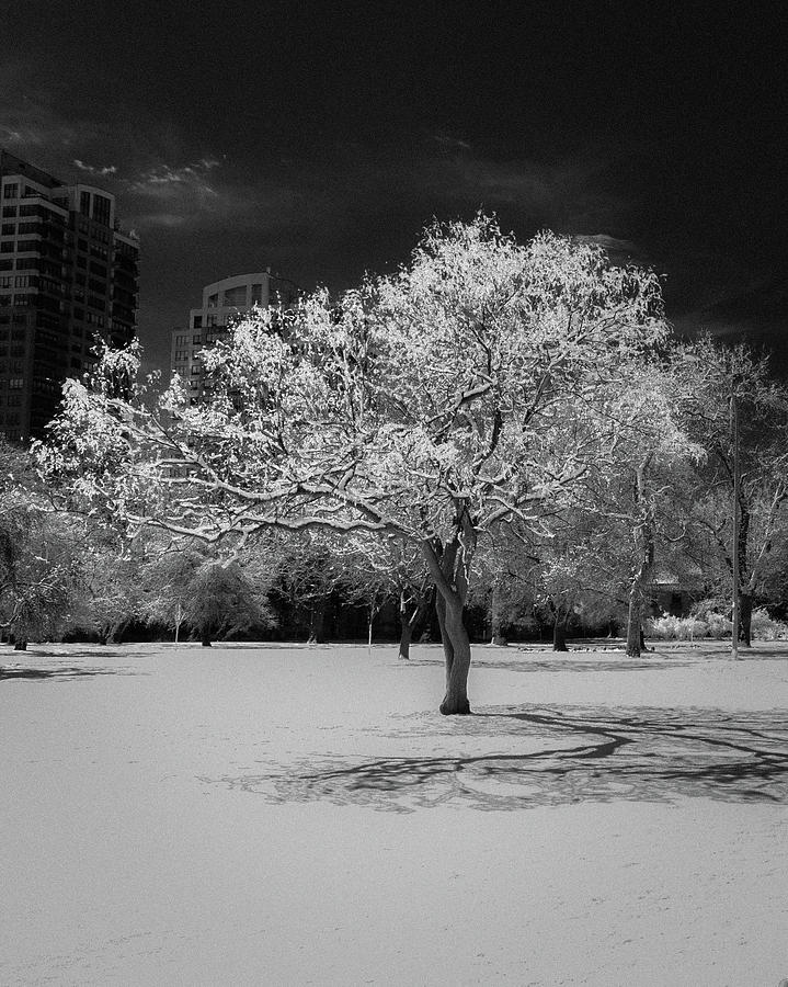 Denver Photograph - The Tree Stands Alone by Bridget Calip