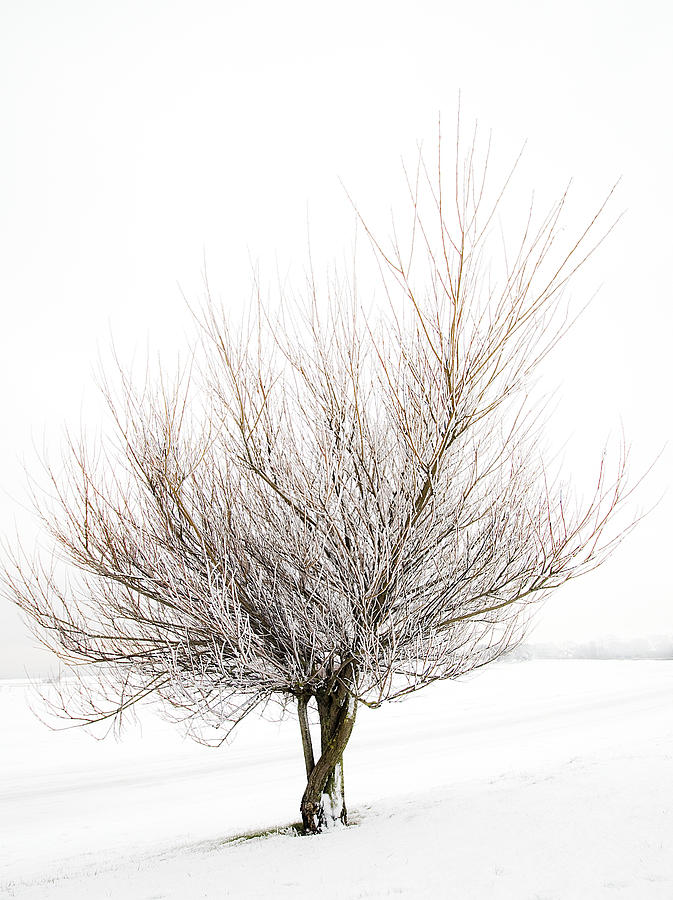Tree Photograph - The Tree by Svetlana Sewell