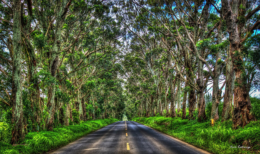 The Tree Tunnel South Shore Kauai Hawaii Eucalyptus Tree Art Photograph ...
