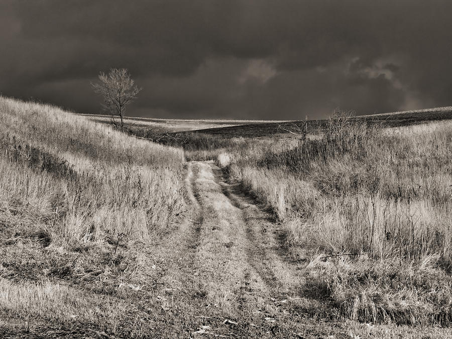 The Tree Photograph by Val Ewing - Fine Art America