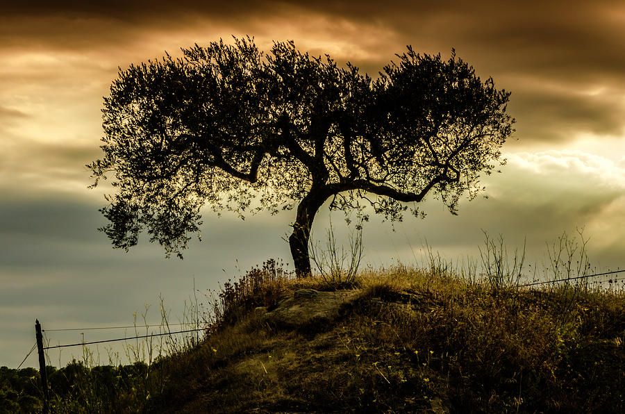 The Tree Photograph by Wolfgang Stocker