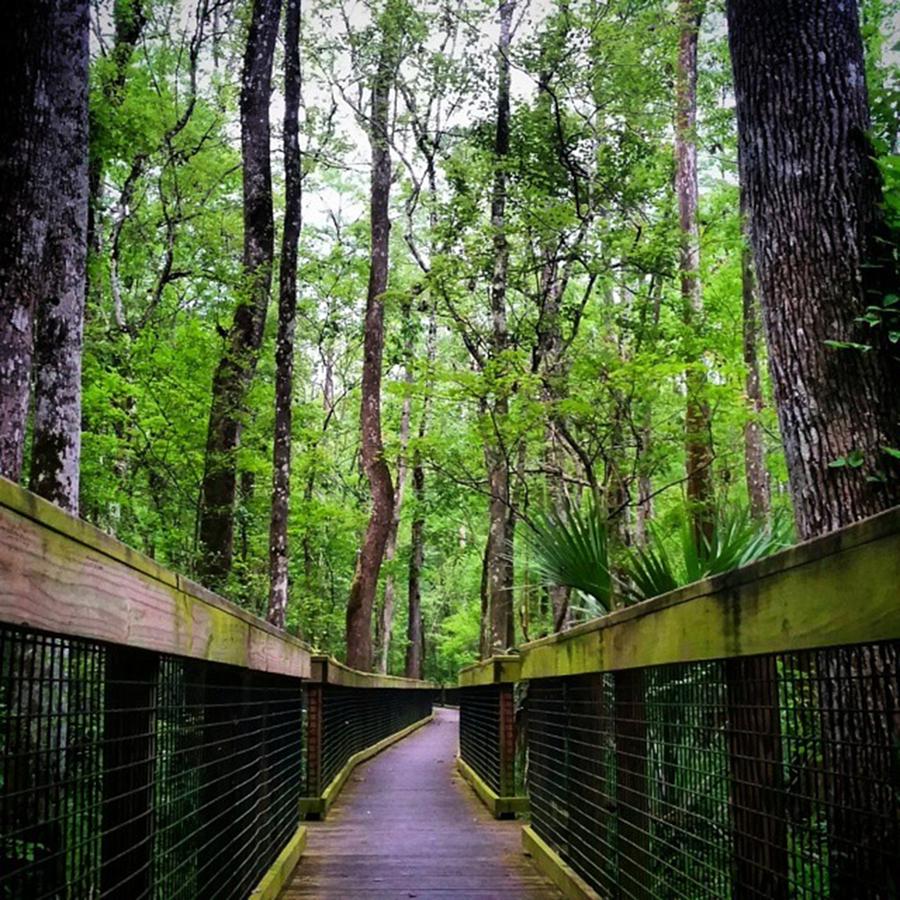 Nature Photograph - The Treehouse Trail At Camp Chowenwaw by Karen Breeze