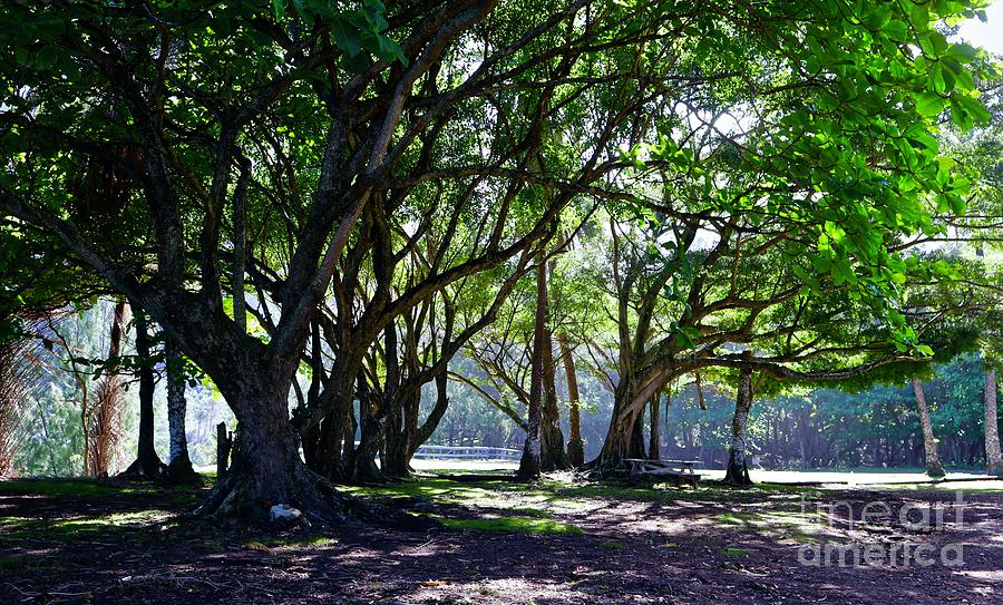 The Trees at kalawao Photograph by Craig Wood
