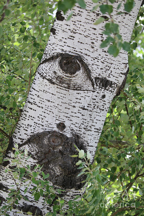 Tree Photograph - The Trees Have Eyes by Carol Groenen