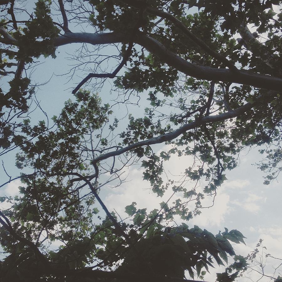 The Trees' Knees Photograph by Preston Bartley Pixels