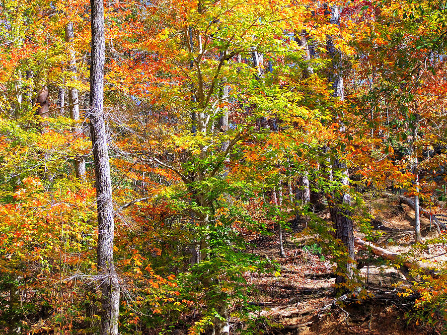 Tree Photograph - The Trees Of Autumn by Rick Davis