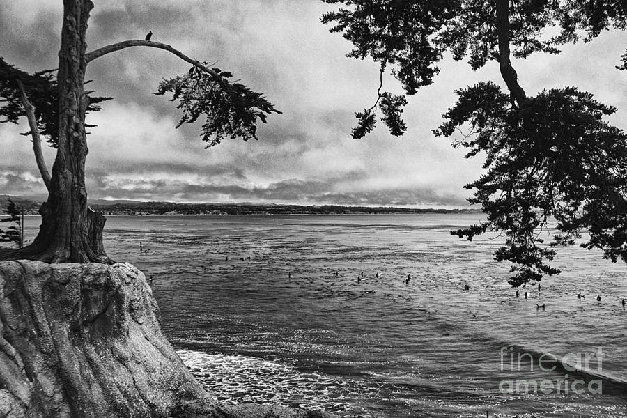 Tree Photograph - The Trees Of Pleasure Point  by Chris Berry