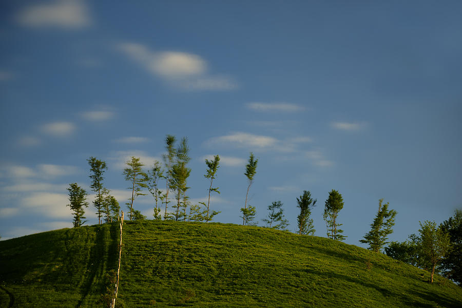 The Trees On The Hill Photograph by Enrico Pelos