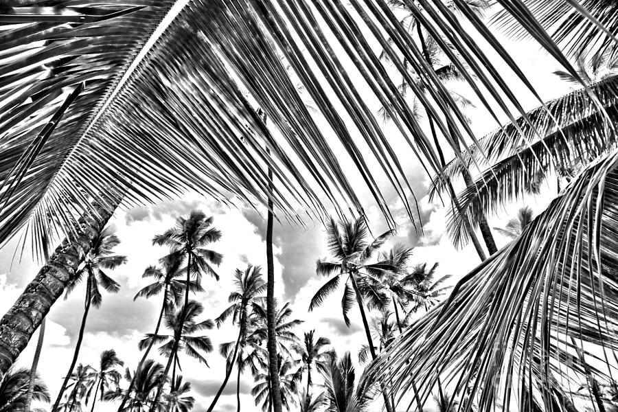 The Tropics Photograph by DJ Florek