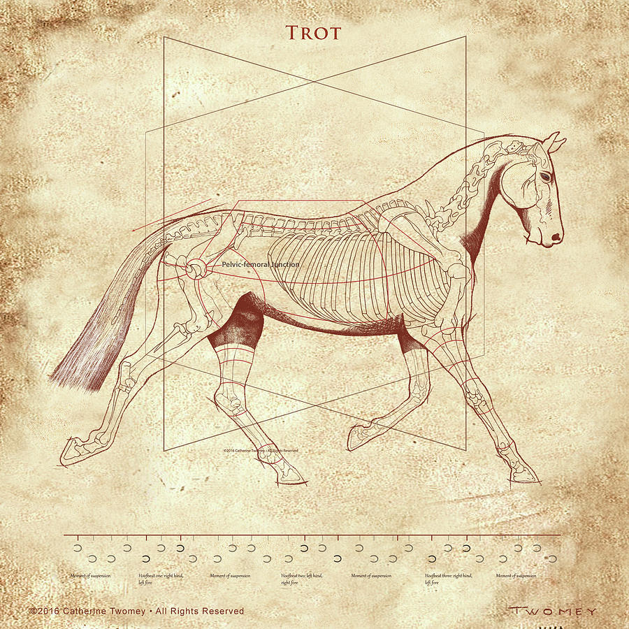 Leonardo Da Vinci Painting - The Trot - The Horses Trot Revealed by Catherine Twomey