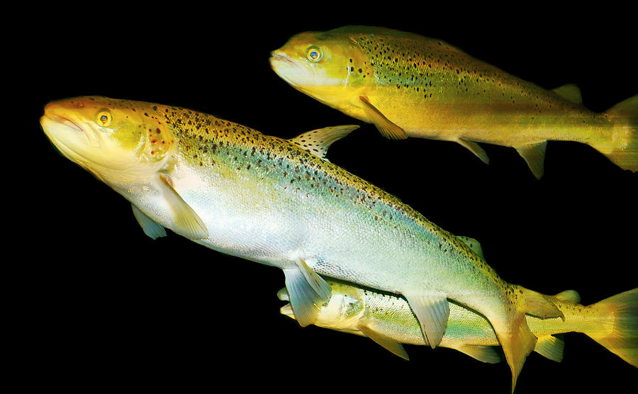 The Trout Family Photograph by Diana Angstadt