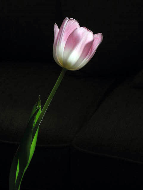 The Tulip Photograph by Barbara J Blaisdell