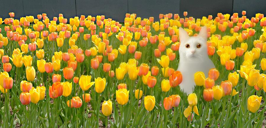 The Tulip Cat Photograph by Diana Angstadt