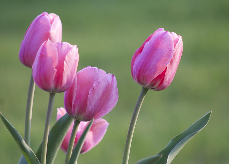 The Tulip Photograph by Danielle Allard | Fine Art America