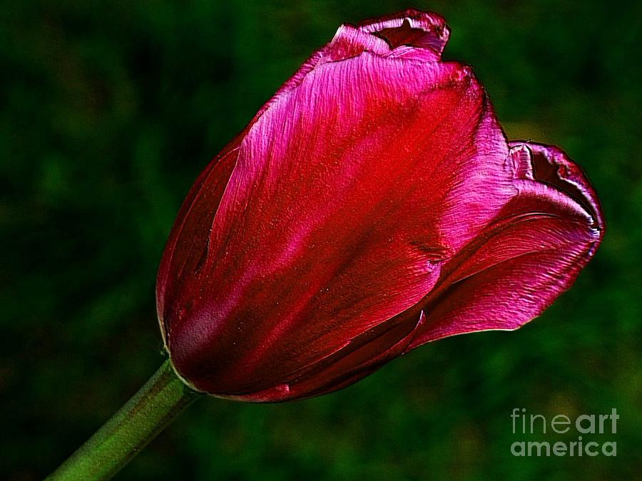 The Tulip Photograph by Elfriede Fulda