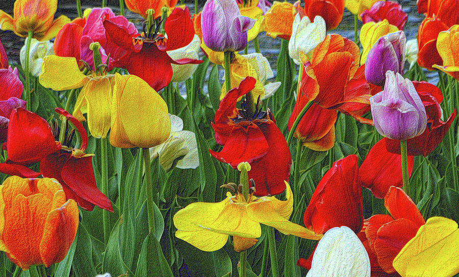 The Tulip Garden Photograph by Nadalyn Larsen