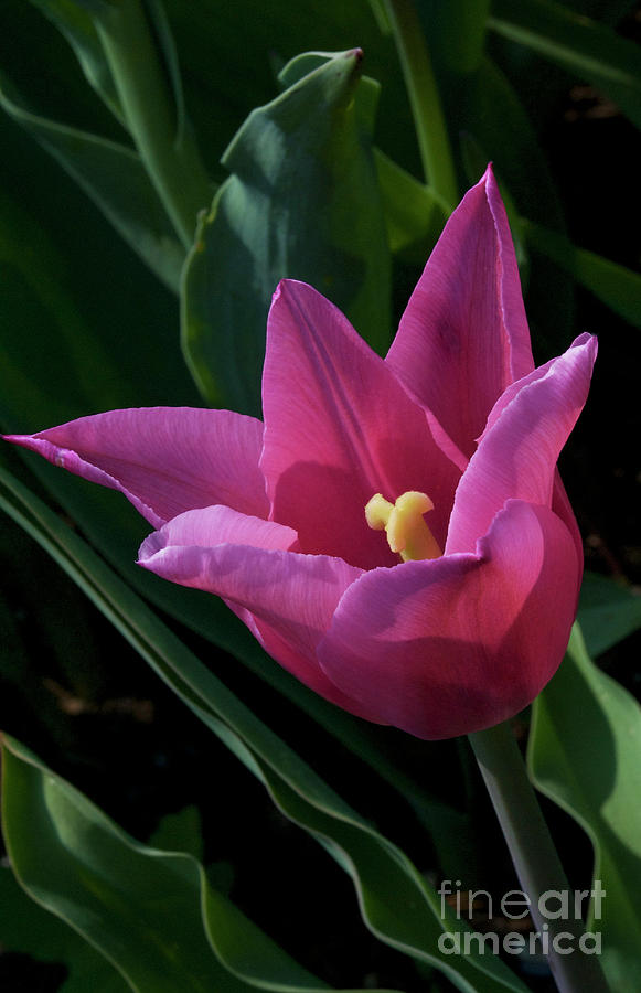 Flower Photograph - The Tulip by Skip Willits