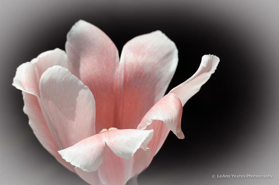 The Tulip Photograph by Yeates Photography