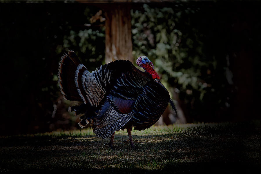 The Turkey 1 original Photograph by Ernest Echols