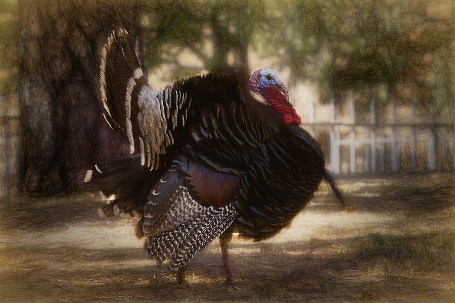 Turkey Digital Art - The Turkey by Ernest Echols