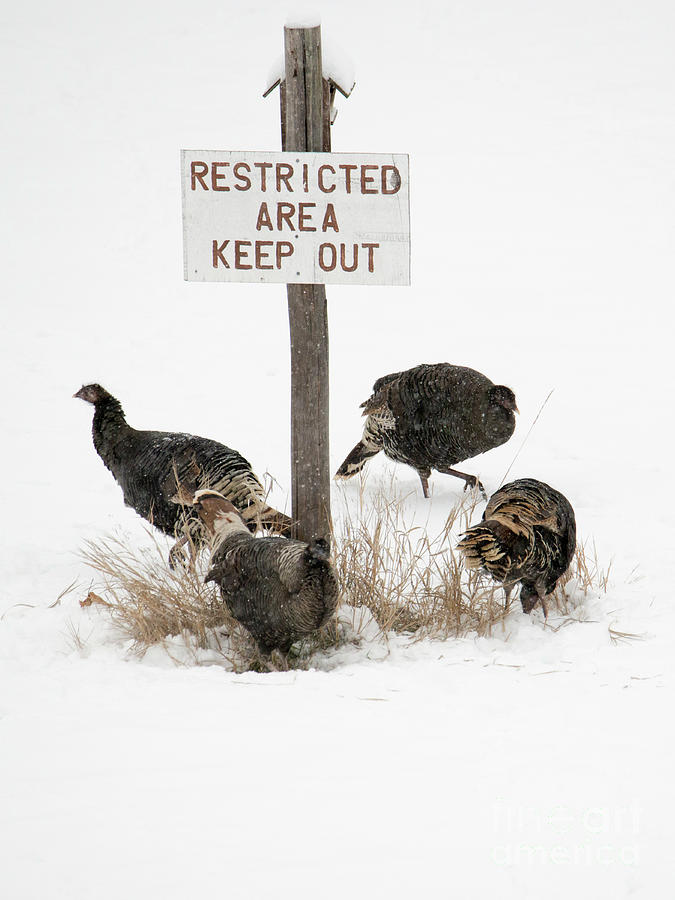 The Turkey Patrol Photograph by Michael Dawson