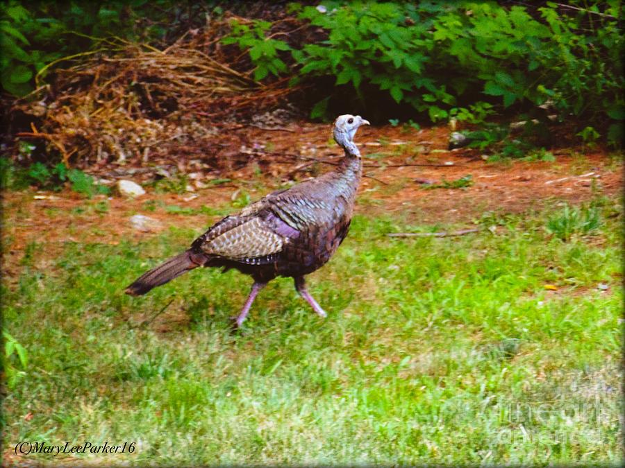 The  Turkey Trot  Mixed Media by MaryLee Parker