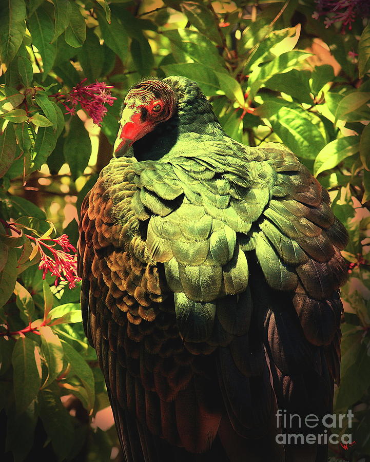 Bird Photograph - The Turkey Vulture . Photoart . R6805 by Wingsdomain Art and Photography
