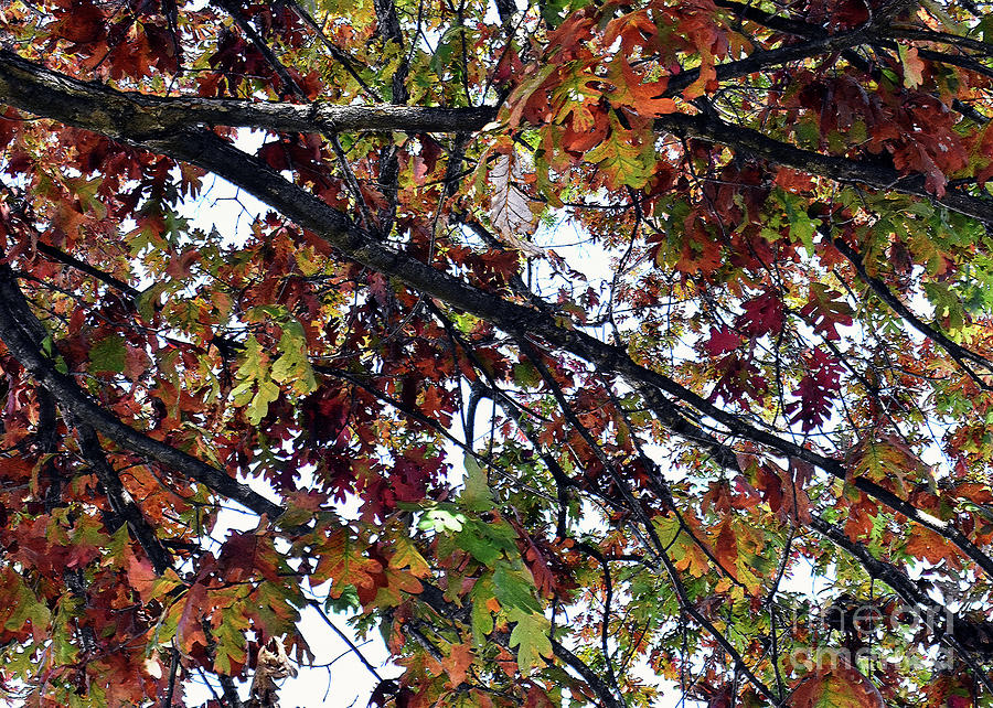 The Turning Leaves Photograph by Lydia Holly