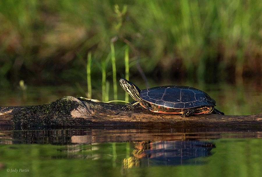 The Turtle Photograph by Jody Partin