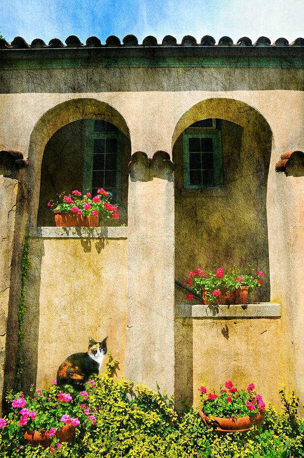 The Tuscan Cat Photograph by Diana Angstadt