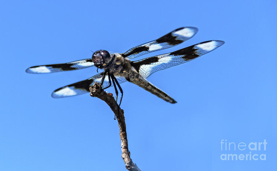 The Twelve-Spotted Skimmer Photograph by Robert Bales