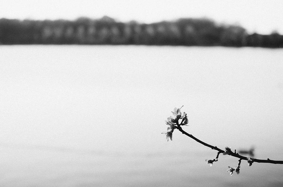The Twig Photograph by Marcus Karlsson Sall