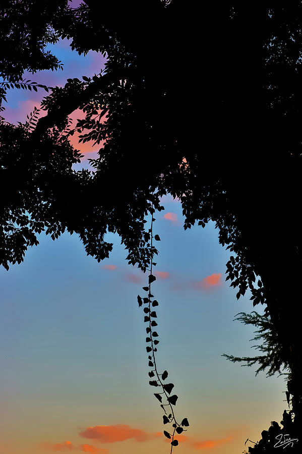 The Twilight Vine Photograph by Endre Balogh