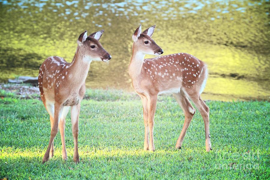 Deer Photograph - The Twins by Geraldine DeBoer