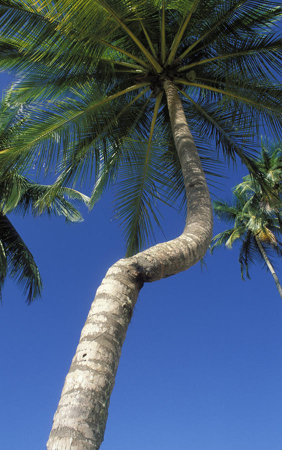 The Twisted Palm Photograph by Carl Purcell