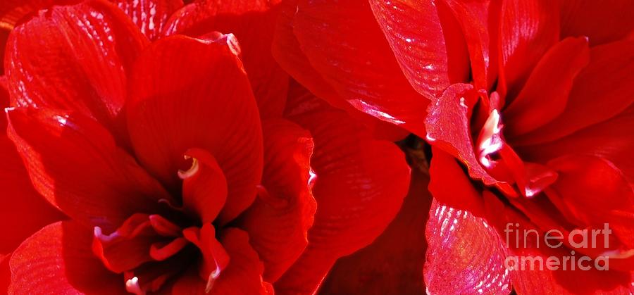 Double Amaryllis Photograph - The Two oF US by Angela J Wright