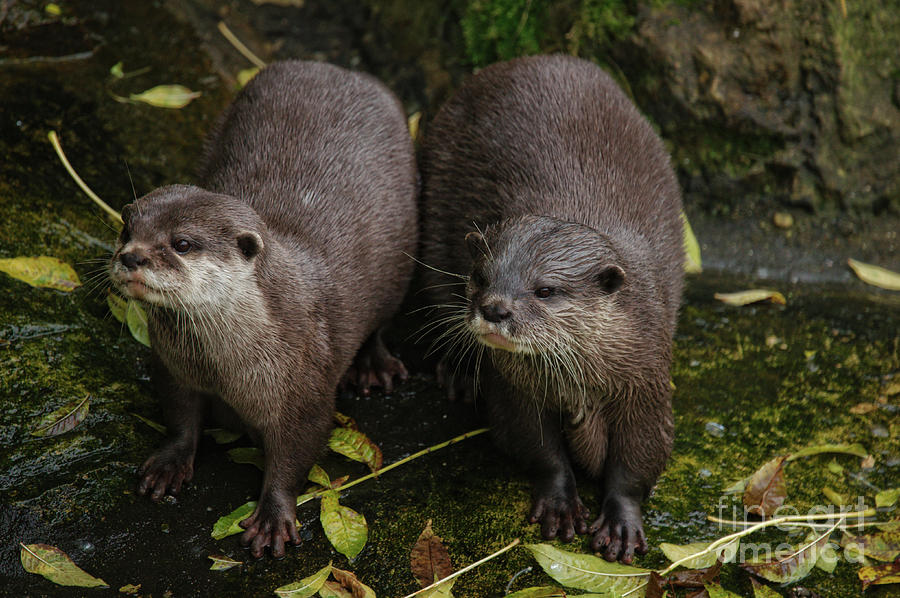 The Two Otters Photograph by MSVRVisual Rawshutterbug - Fine Art America