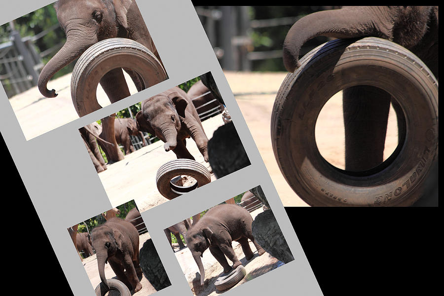 Elephant Photograph - The Tyres Elephants Choose  by Miroslava Jurcik