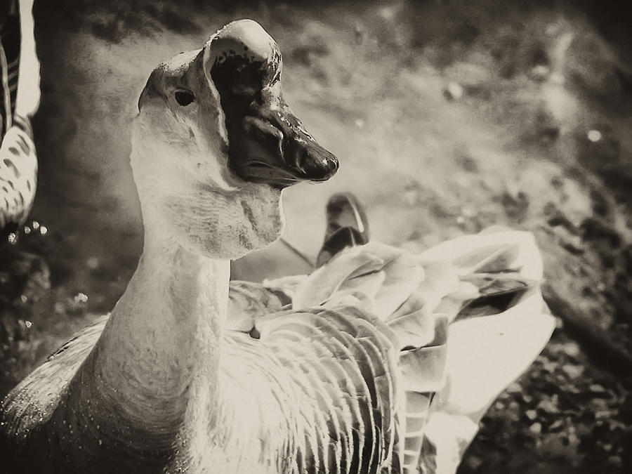 The Ugly Duckling Photograph by Bill Cannon