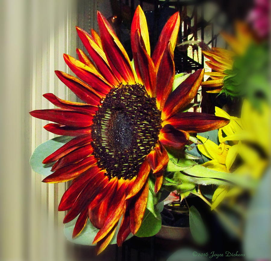 The Ultimate Sunflower Photograph by Joyce Dickens
