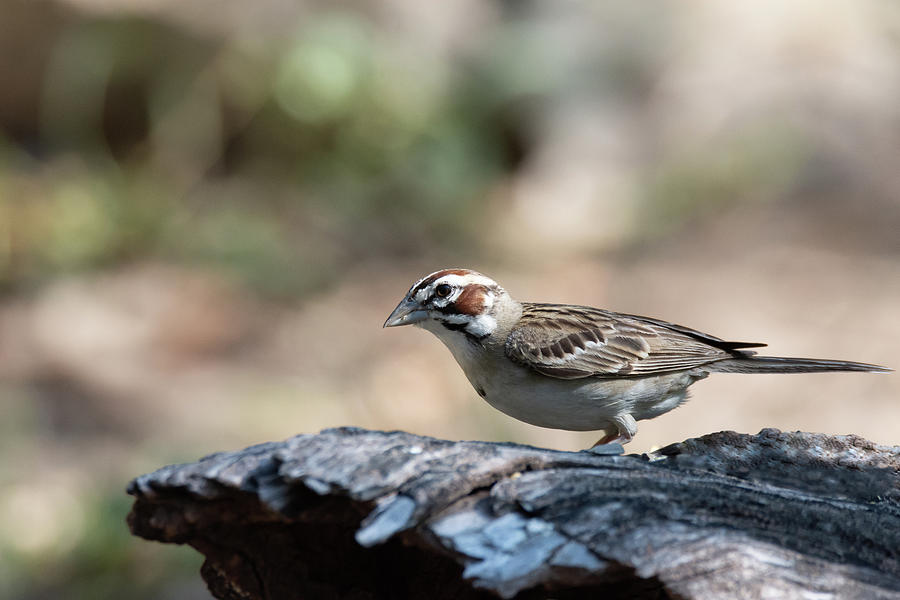 The Undeniable Lark Sparrow Photograph by Debra Martz