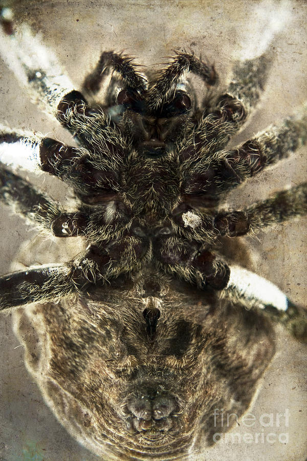 The underbelly of a spider Photograph by Clayton Bastiani