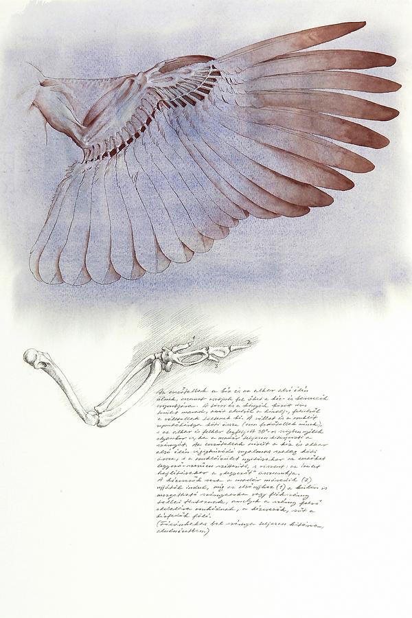 The Underside of the Pheasant Wing Painting by Attila Meszlenyi