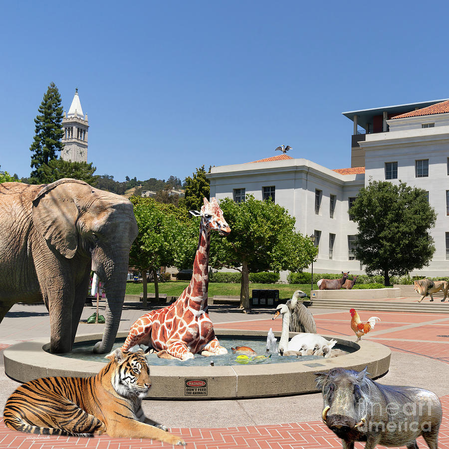 The University of California Berkeley Welcomes You To THE ZOO Please Do Not Feed The Animals square Photograph by Wingsdomain Art and Photography