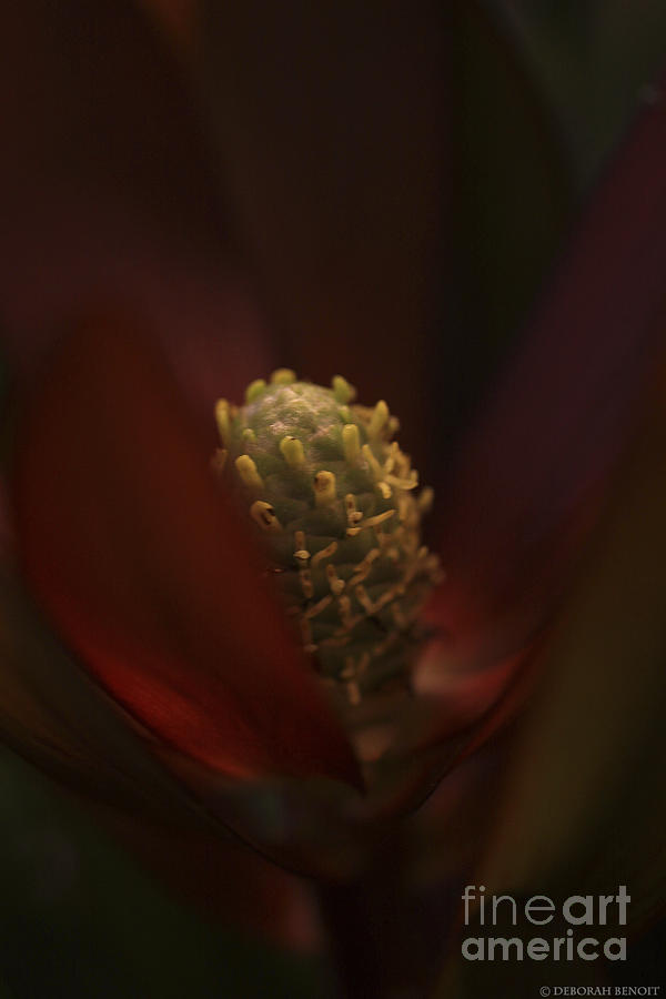 The Unknown Flower Photograph by Deborah Benoit