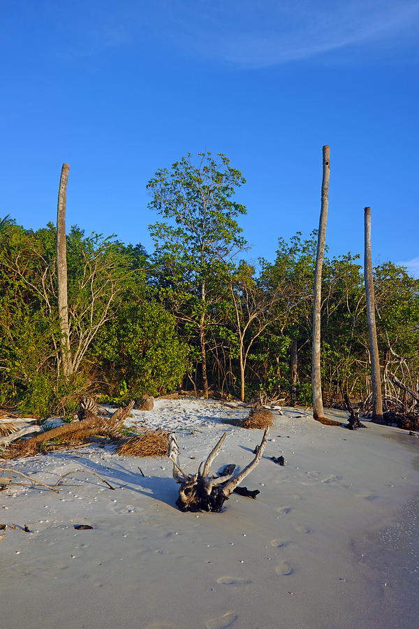The Unspoiled Beauty of barefoot Beach in Naples - Portrait by Robb Stan The Unspoiled Beauty of barefoot Beach in Naples - Portrait by Robb Stan