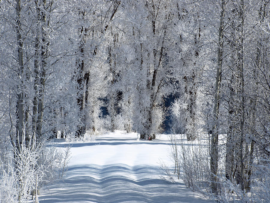 The Untraveled Winter Road Photograph by DeeLon Merritt