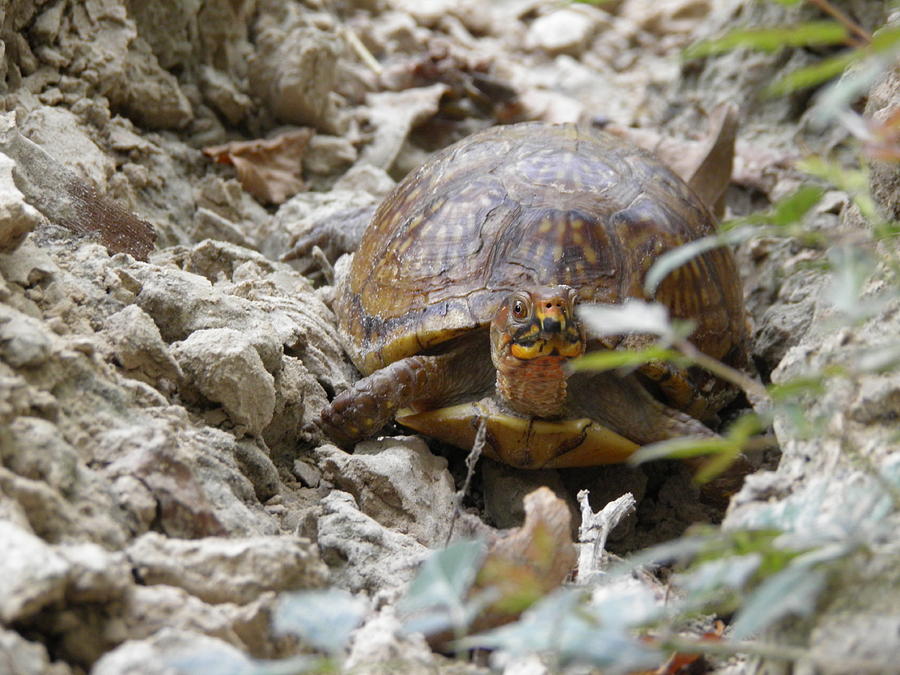 The Uphill Battle Photograph by Aquantum Creation - Fine Art America