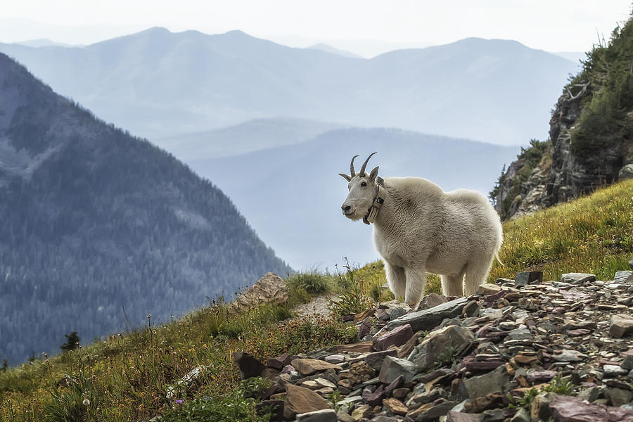 The Ups and Downs of Being a Mountain Goat, No. 2A Photograph by Belinda Greb